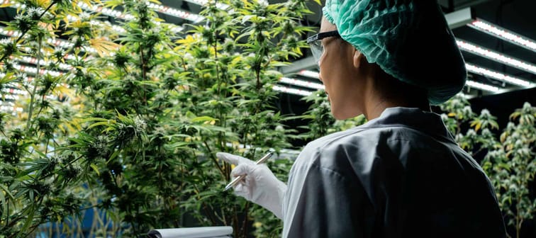 Cannabis scientists are investigating the quality of cannabis cannabis in cultivation schools. Medical concepts, cannabis, CBD